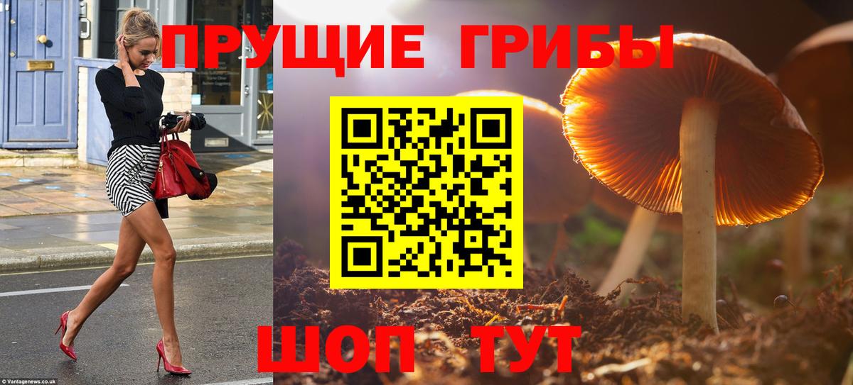 Псилоцибиновые грибы мицелий Моршанск